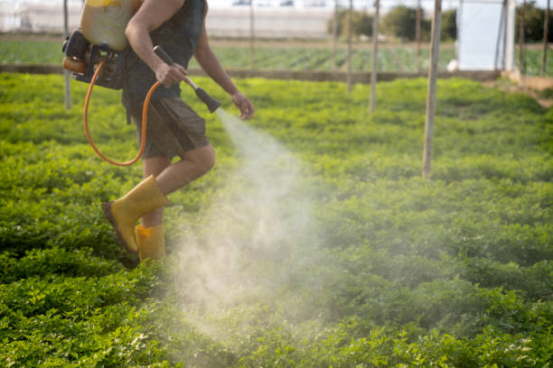 Best Local Pest Control Services  in Houston, MS