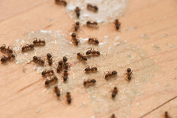 Best Spider Control Near Me  in Houston, MS