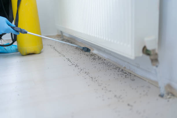 Best Affordable Pest Control Services  in Houston, MS