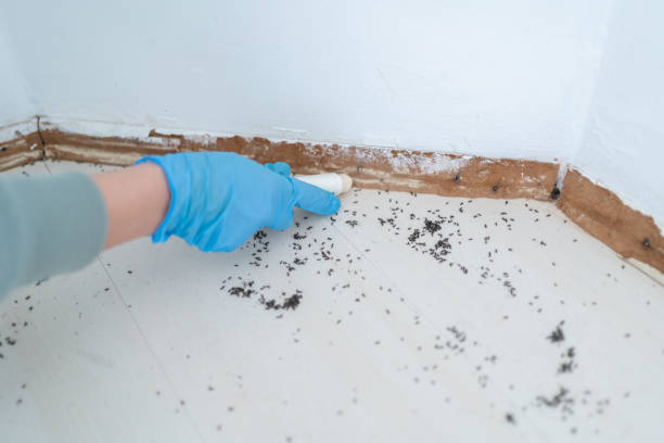Best Cockroach Control Services  in Houston, MS